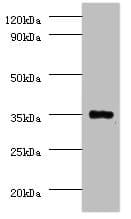 IHC-plus™ PP2CB / PPP2CB Antibody