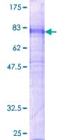 Human GPR151 Protein (Recombinant GST)