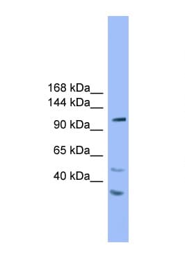 STARD8 Antibody (aa201-250)