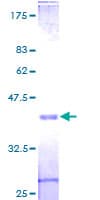 Human EIF1 Protein (Recombinant GST)