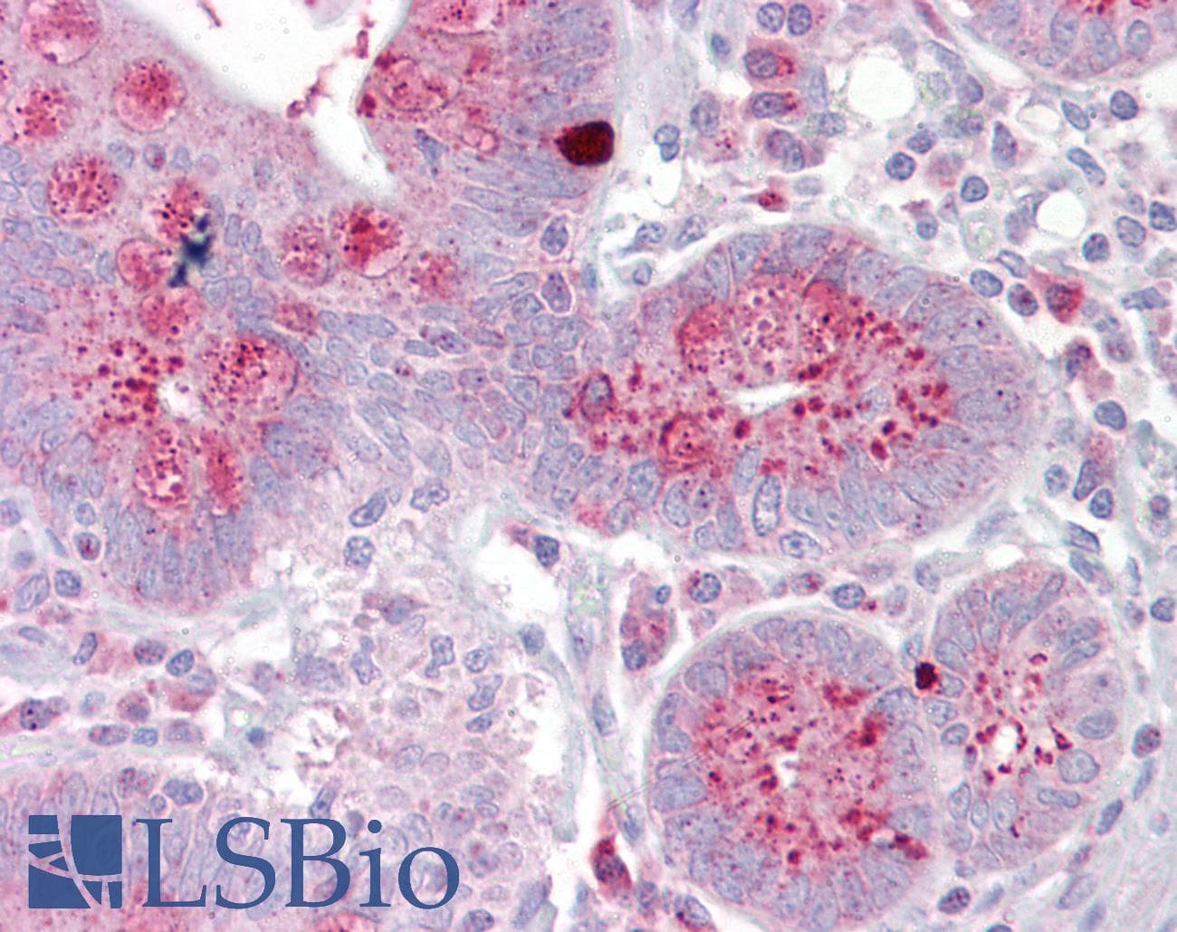 OAS1 Antibody (aa288-337)