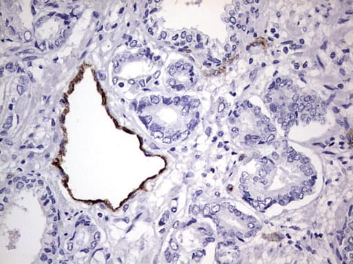 VWF / Von Willebrand Factor Antibody (aa764-1263, clone OTI7G3, Carrier-free)