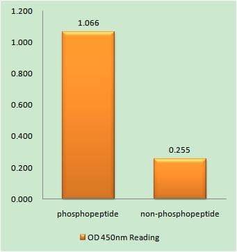 Ephrin B1+B2 Antibody (phospho-Tyr329)