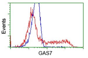 GAS7 Antibody (clone OTI8H10, Carrier-free)