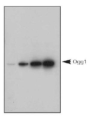 OGG1 Antibody (aa1-100, DY488)