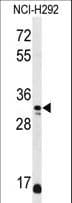 DDO / D-Aspartate Oxidase Antibody (aa102-130)