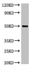 Polyclonal Rabbit anti-Human SGMS1 / TMEM23 Antibody (WB)