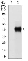 IHC-plus™ Monoclonal Mouse anti-Human PAI-RBP1 / SERBP1 Antibody (clone 1D5, IHC, WB)