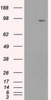 NTRK3 / TRKC Antibody (clone OTI24B3)