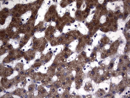 DDOST / OST48 Antibody (aa131-378, clone OTI2H1, Carrier-free)