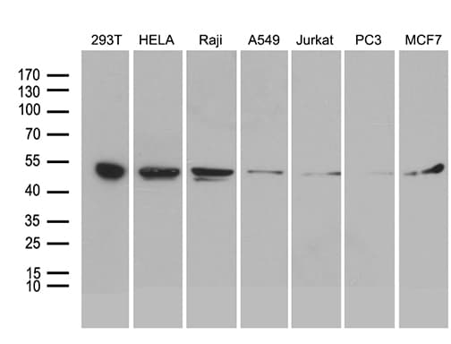 BAG5 Antibody (clone OTI3C10, Carrier-free)