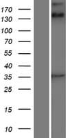 KANK1 Protein (Over-Expression Lysate Myc-DDK (Flag))
