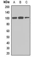 FGD4 Antibody