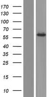 NDOR1 Protein (Over-Expression Lysate Myc-DDK (Flag))