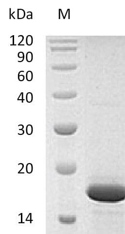 Human FGF2 / Basic FGF Protein (Recombinant)