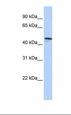 DPCR1 Antibody (aa383-432)