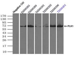 PLK1 / PLK-1 Antibody (clone OTI6C6)