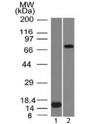 MMP2 Antibody (clone MMP2/1501, Azide-free, BSA-free)