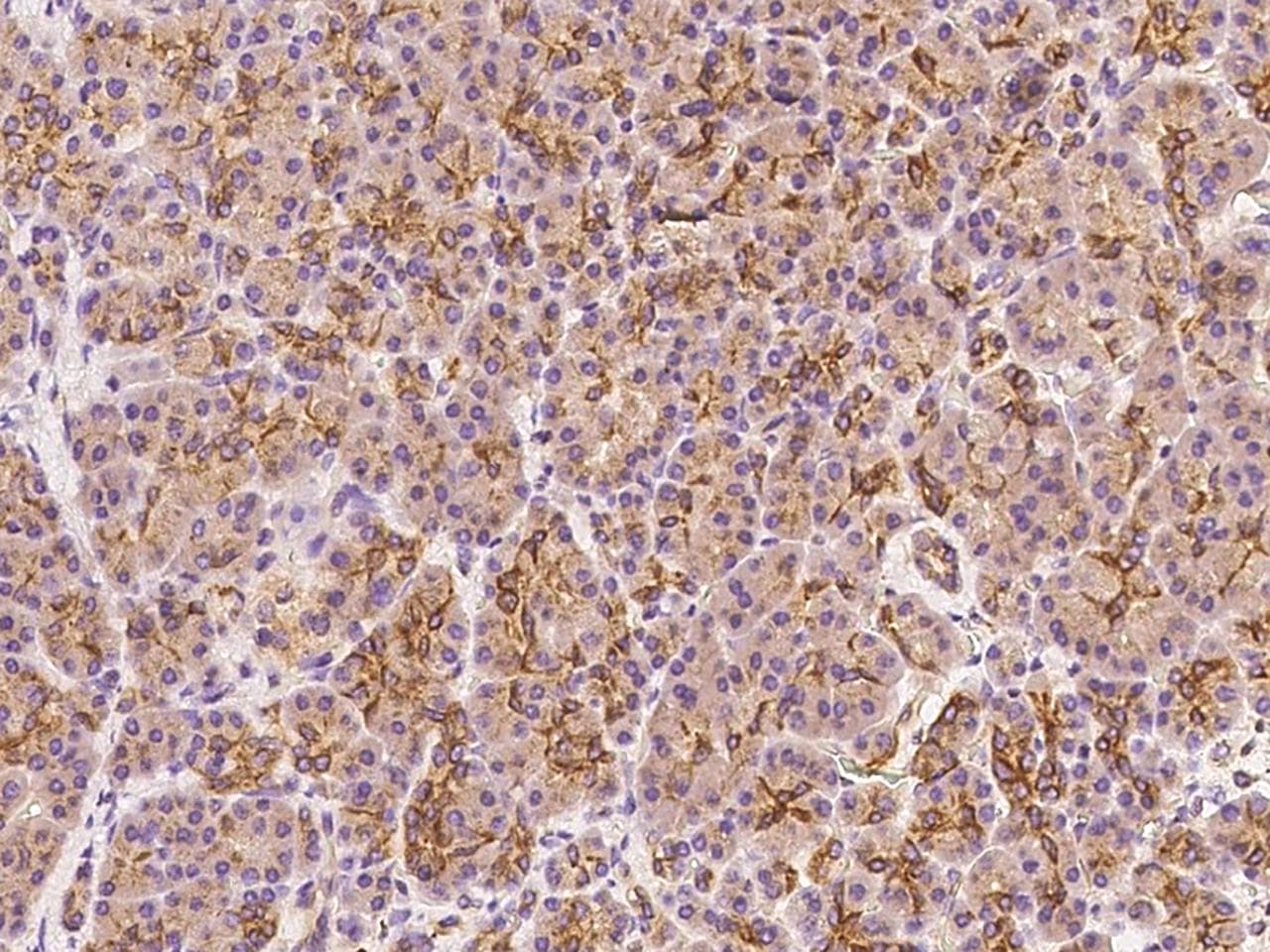 CLDN10 / Claudin 10 Antibody (Preservative Free)
