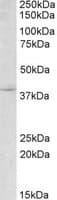 MYOG / Myogenin Antibody (aa193-206)