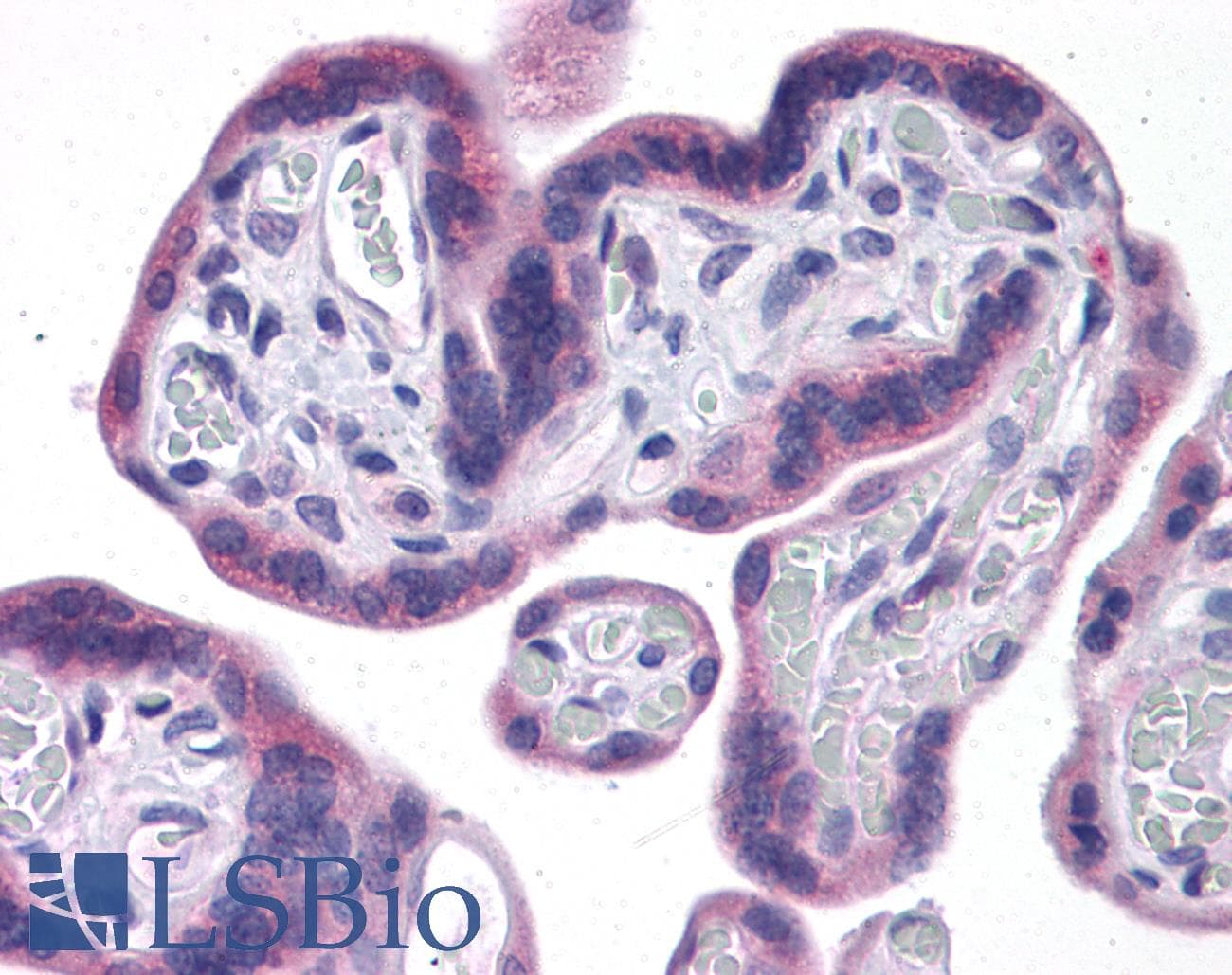 IHC-plus™ IDO1 / IDO Antibody (clone 4D2)