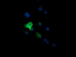 CCT8L2 Antibody (clone OTI1A8)
