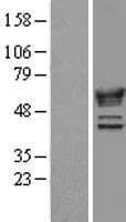 NMT1 Protein (Over-Expression Lysate Myc-DDK (Flag))