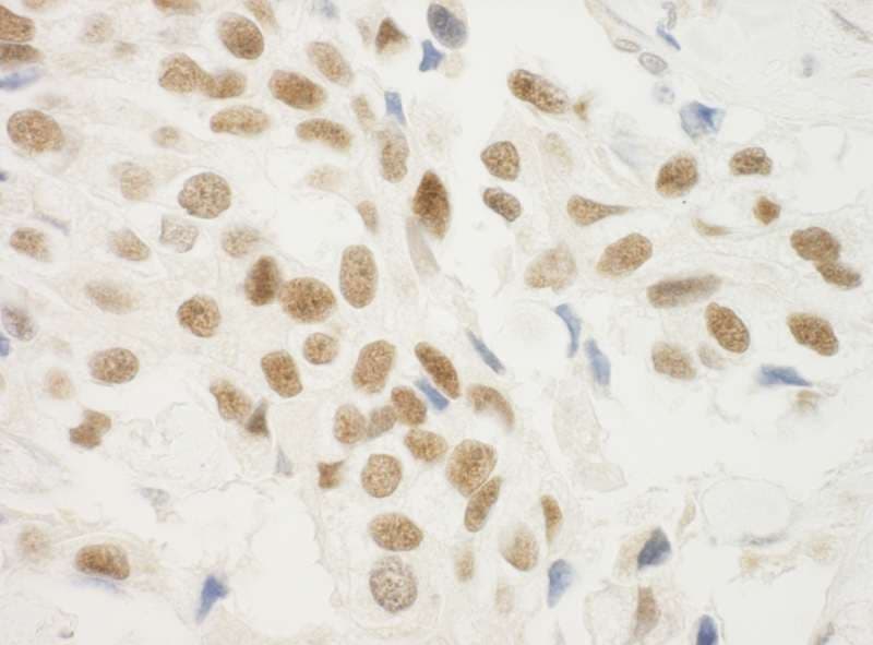 ZNF768 Antibody (aa1-15)