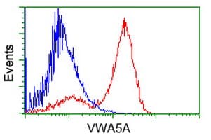 VWA5A Antibody (clone OTI2C6)