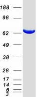Human XPNPEP1 / Aminopeptidase P Protein (Recombinant Myc-DDK (Flag))