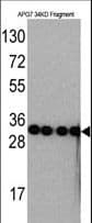 Apg7 / ATG7 Antibody