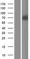 SEMA3B / SemA Protein (Over-Expression Lysate Myc-DDK (Flag))