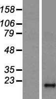 DAOA Protein (Over-Expression Lysate Myc-DDK (Flag))