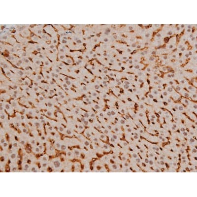 CREB1 / CREB Antibody (phospho-Ser133)