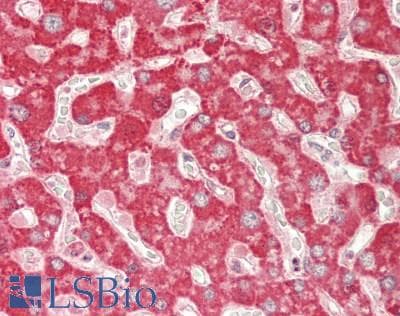 PINK1 Antibody (aa350-500, DY650)