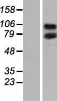 CEP95 / CCDC45 Protein (Over-Expression Lysate Myc-DDK (Flag))