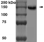 NRCAM Antibody (clone 343-26)