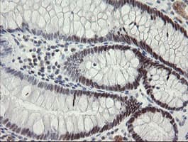 RFC2 / RFC40 Antibody (aa1-234, clone OTI3A7, Carrier-free)