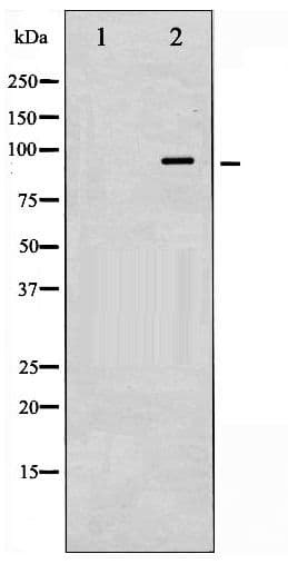 Polyclonal Rabbit anti-Human VAV1 / VAV Antibody (phospho-Tyr174, IHC, WB)