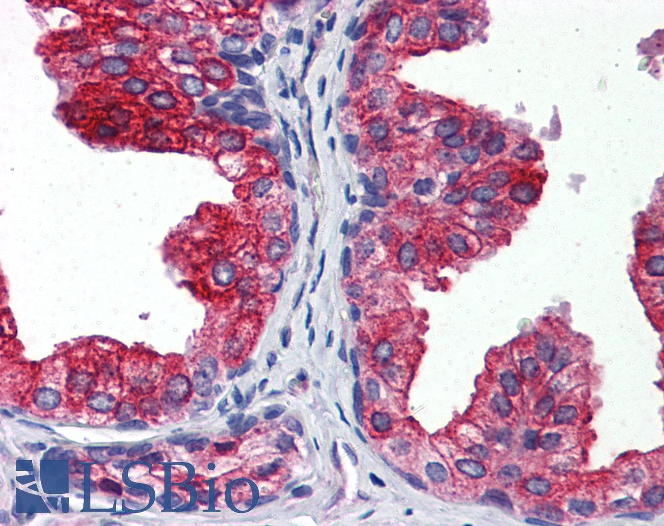 IHC-plus™ Monoclonal Mouse anti-Human CYB5A / Cytochrome b5 Antibody (clone 1A8, IHC, WB)