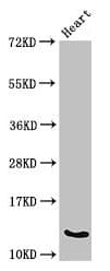 Polyclonal Rabbit anti-Mouse OCM / Oncomodulin Antibody (WB)
