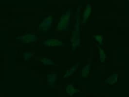 CDC123 Antibody (clone OTI1F8, Carrier-free)