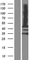 MAGE12 / MAGEA12 Protein (Over-Expression Lysate Myc-DDK (Flag))