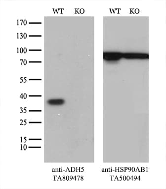 ADH5 Antibody (aa1-266, clone OTI5G4)
