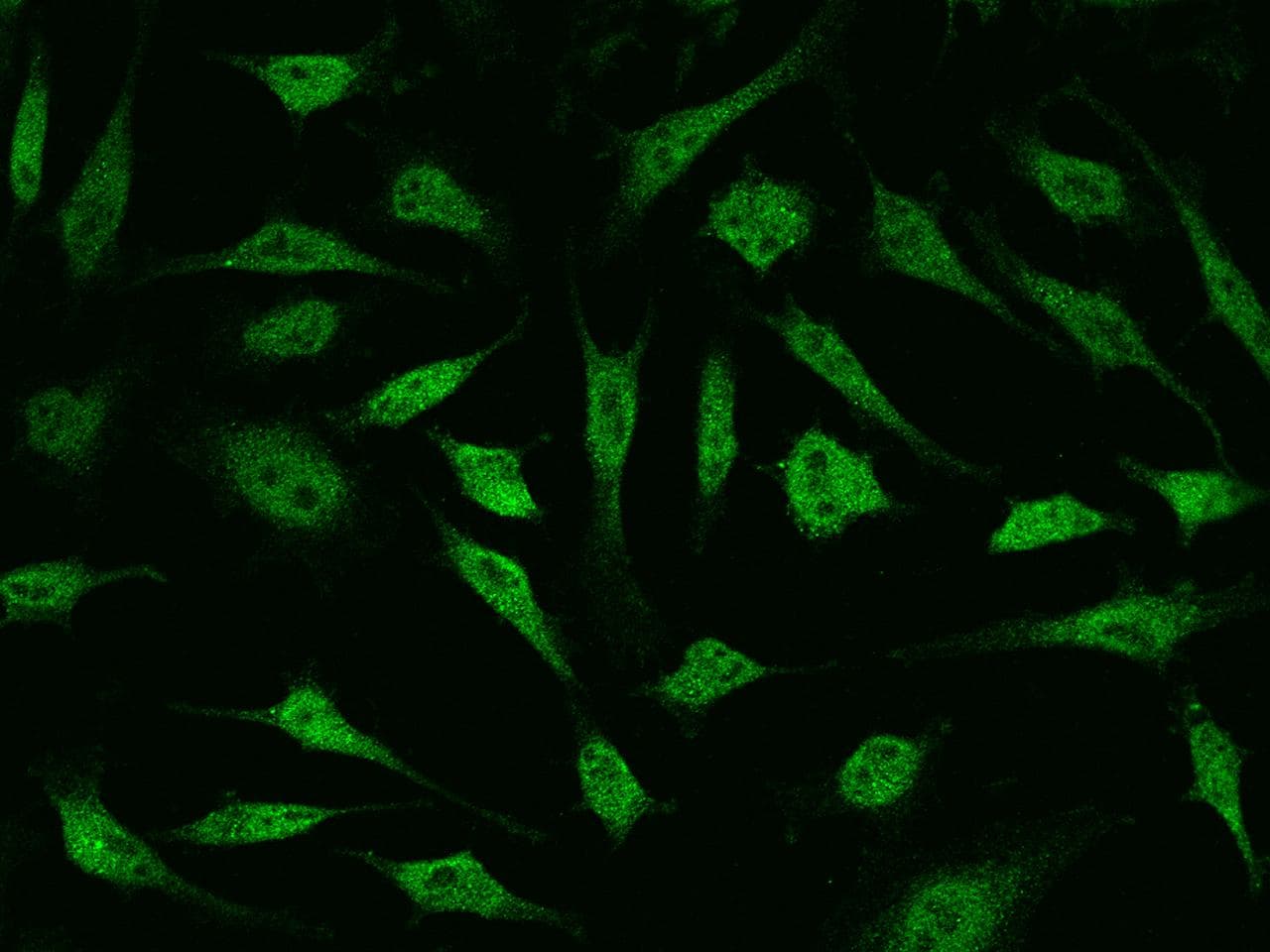 CGR19 / CGRRF1 Antibody (Preservative Free)