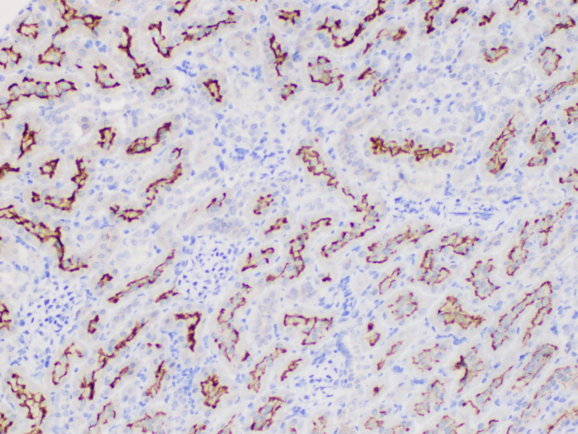 MIF Antibody