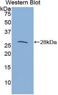 IL27RA Antibody (aa123-343)