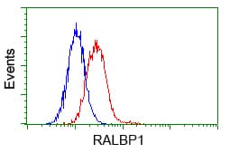 RIP1 / RALBP1 Antibody (clone OTI6C6)