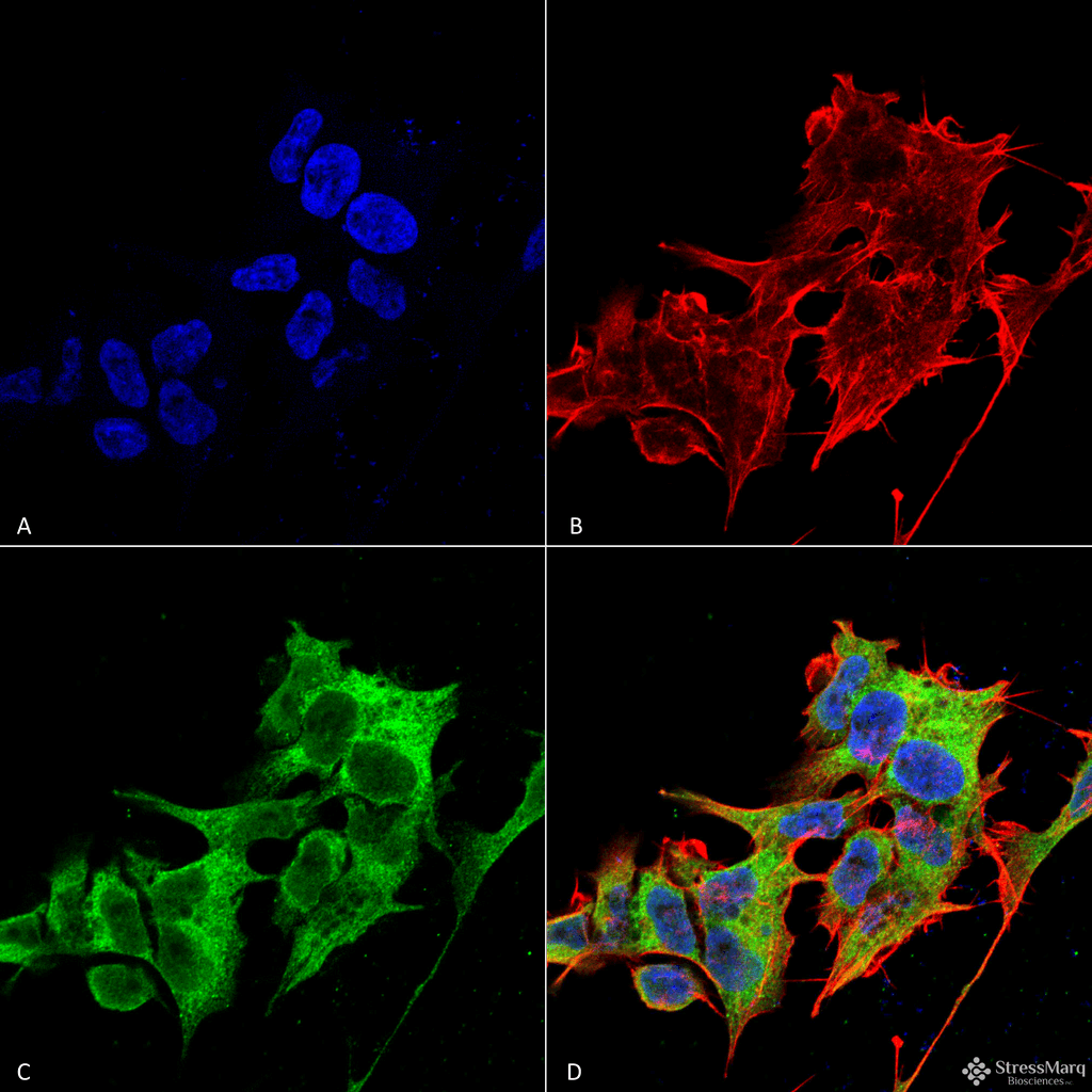 HYOU1 / ORP150 Antibody (clone 6G7-2H5, FITC)