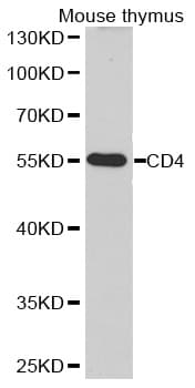 CD4 Antibody